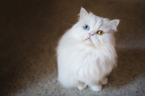 Sitting white Persian adult cat with different colored eyes
