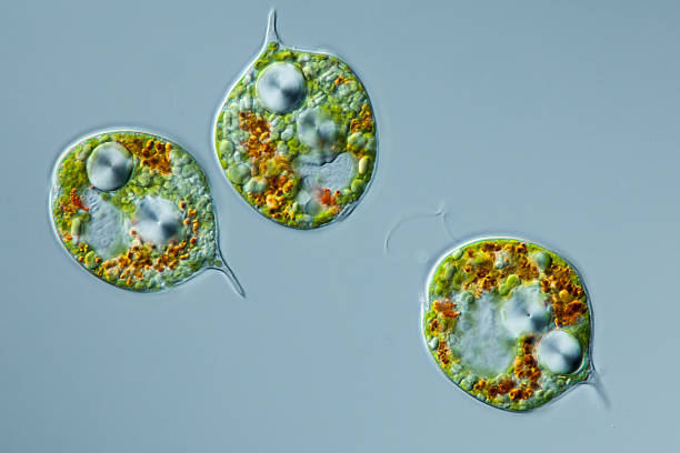 mikroskopischer organismus euglenids phacus pleuronectes - wissenschaftliche mikroskopische aufnahme stock-fotos und bilder