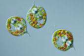 microscopic organism Euglenids Phacus pleuronectes