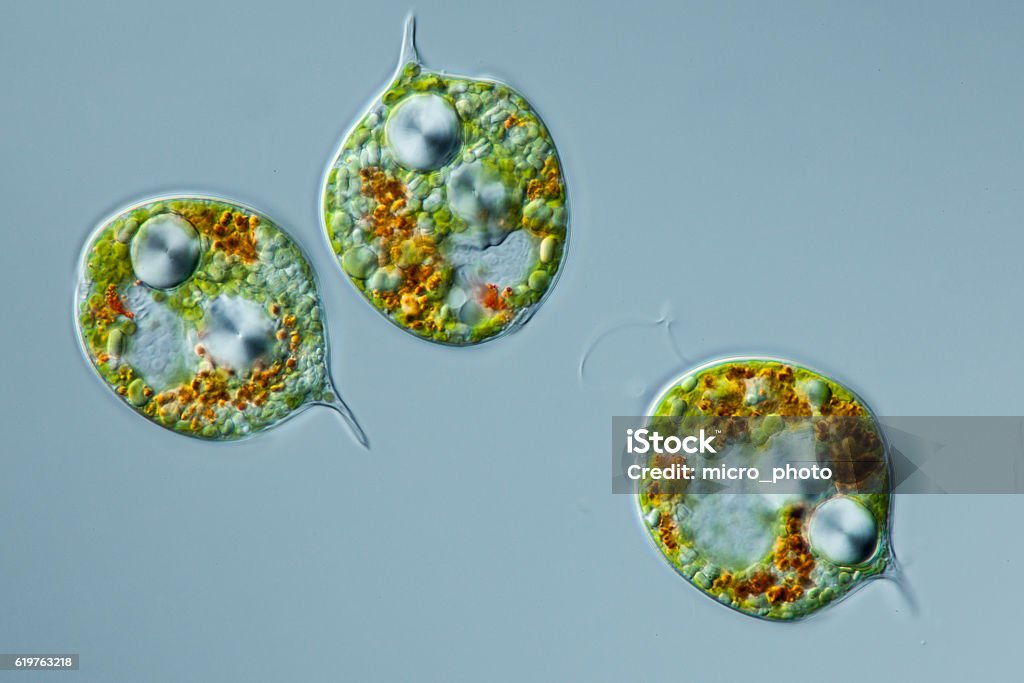 microscopic organism Euglenids Phacus pleuronectes focus to flagellum, eyespot, paramylon grain, chloroplasts, longitudinally striated pellicle with DIC differential interference contrast, culture material Amoeba Stock Photo