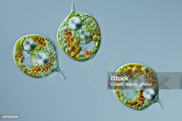 Microscopic Organism Euglenids Phacus Pleuronectes Stock Photo - Download Image Now - Amoeba, Protozoan, Algae
