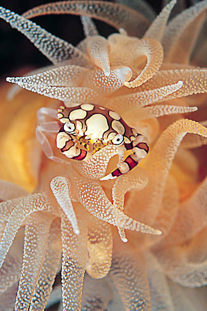 crabe arlequin vertical - detroit de lembeh photos et images de collection