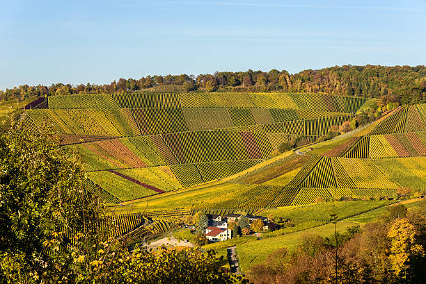 istock Vineyards at Stuttgart - beautiful wine region 619764194