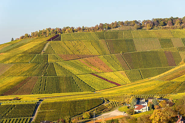 istock Vineyards at Stuttgart - beautiful wine region 619764712