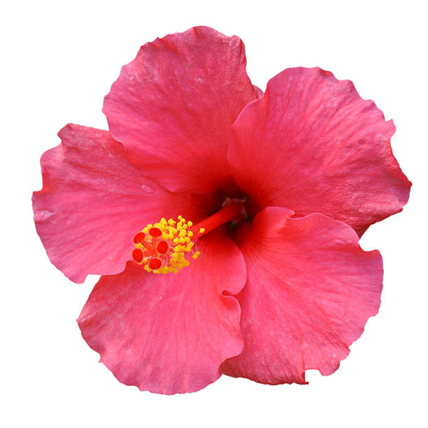 istock Pink Hibiscus on white background 619764750