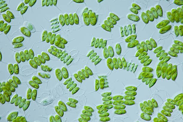 microscopic organism Chlorophytes Scenedesmus quadricauda colonies focus to cell wall, cells attached side by side with DIC differential interference contrast, culture material protozoan stock pictures, royalty-free photos & images