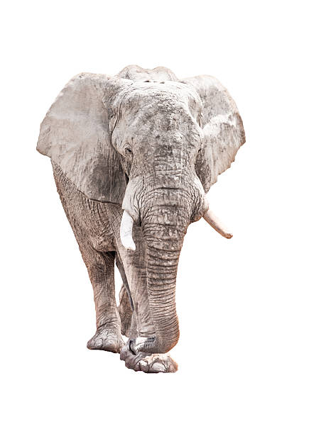 istock Huge african elephant isolated on white background 619766154