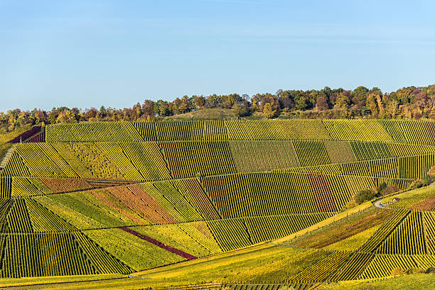 istock Vineyards at Stuttgart - beautiful wine region 619766564