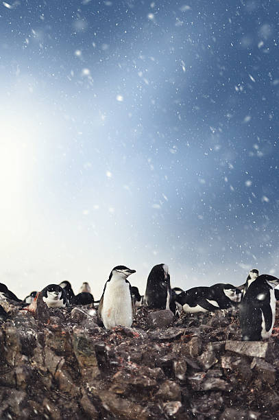 chinstrap penguins nesting in snow - nature antarctica half moon island penguin imagens e fotografias de stock