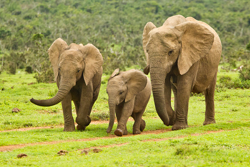 Family of elephants on a path to a water hole