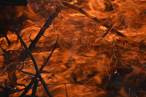 Orange flames burn garden waste on a outdoor bonfire.