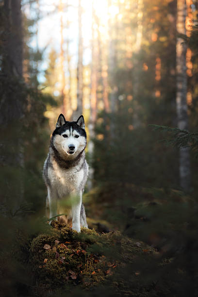 istock Dog Siberian Husky in the woods 619768590