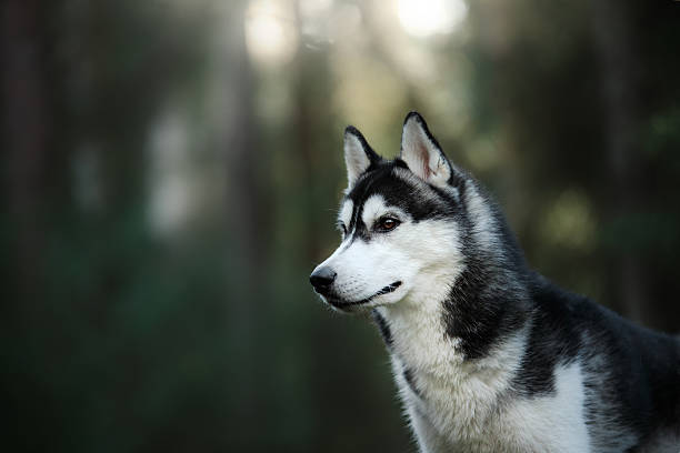 istock Dog Siberian Husky in the woods 619768668