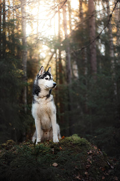 istock Dog Siberian Husky in the woods 619768770
