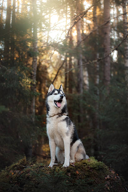 istock Dog Siberian Husky in the woods 619768902