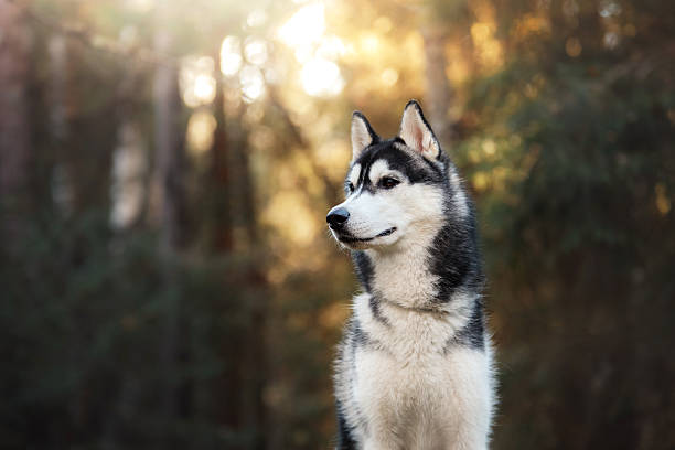 Dog Siberian Husky in the woods