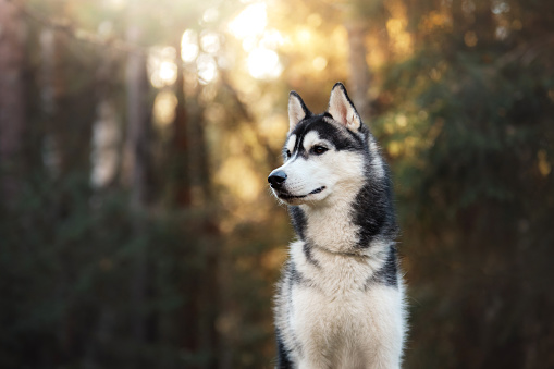 Dog Siberian Husky in the forest at sunrise