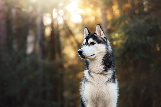 Dog Siberian Husky in the woods Dog Siberian Husky in the forest at sunrise siberian husky stock pictures, royalty-free photos & images