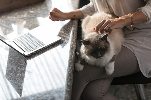 Large cat relaxing on its owners lap as she caresses its silky fur while working at a table at home on a laptop computer