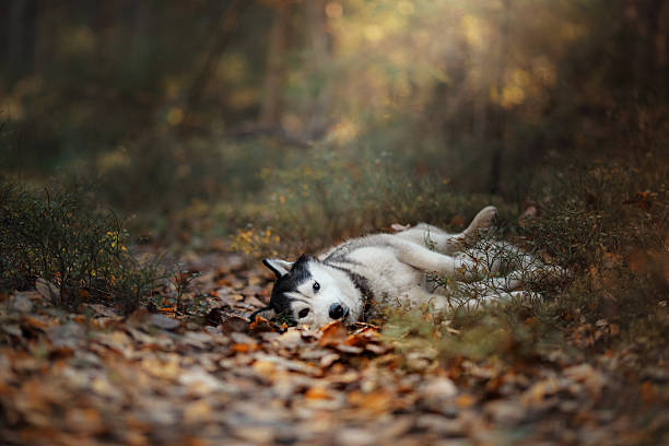 Little baby husky is lying in the grass. He watches the environment to catch his toy. The husky is gray, pricks his ears and has bright blue eyes