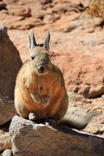 Viscacha, lagostomus maximus, family of the chinchillas, southern Bolivia
