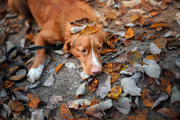 istock Nova Scotia Duck Tolling Retriever dog 619769596