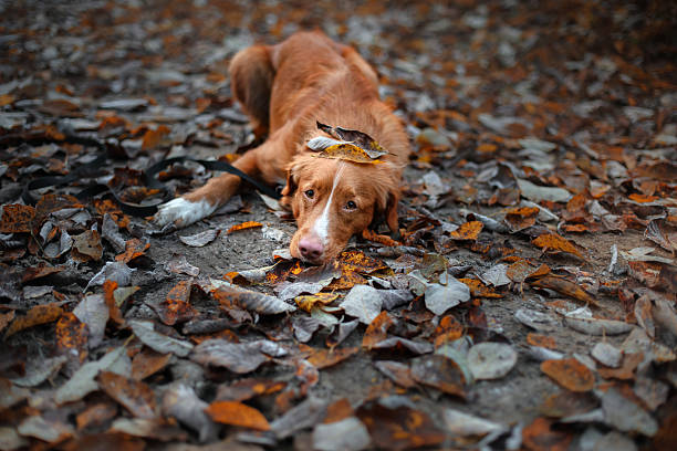 istock Nova Scotia Duck Tolling Retriever dog 619769746