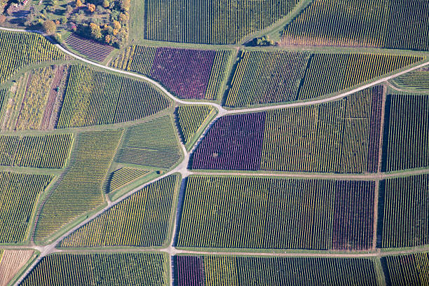 istock Vineyards in Southern Germany 619769968