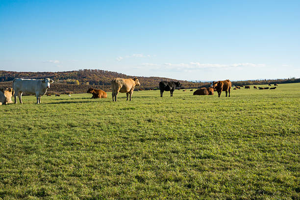 istock cows in the meadown 619770308