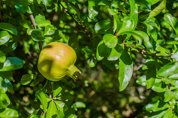 istock Fresh Unripe Pomegranate Fruit on the Branch 619770586