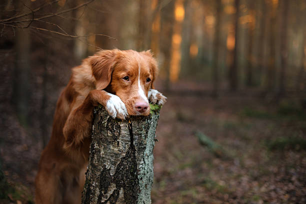 istock Nova Scotia Duck Tolling Retriever dog in the forest 619771238