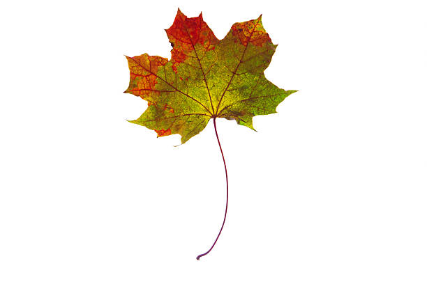 istock Beautiful, soft, colorful and fresh autumn maple leaf. White background. 619771558