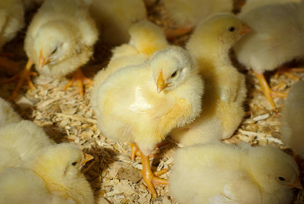 istock yellow baby chicks in chicken coop natural light 619773536