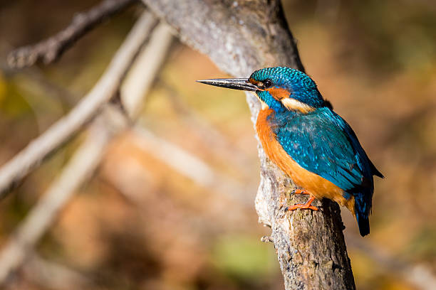 istock kingfisher eating beautiful color in blue and brown 619774190