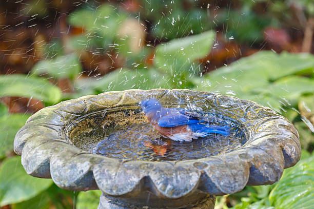 istock Eastern Bluebird (Sialia sialis) Splashing In a Bird Bath 619774438