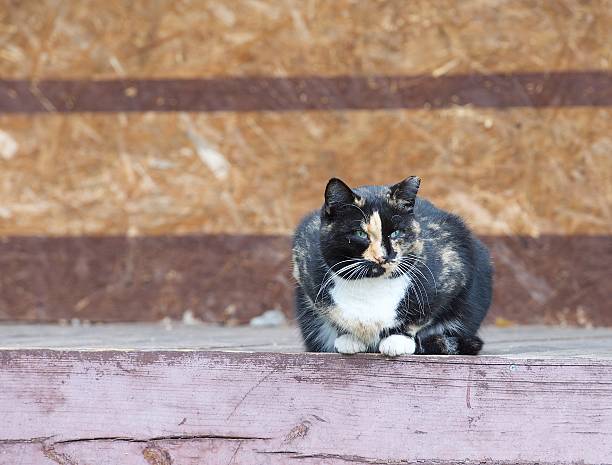 istock Cat portrait close up, serious looking cat in blurry background 619774486
