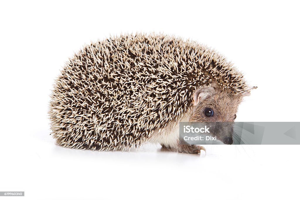 Eared hedgehog (isolated on white) Hedgehog Stock Photo
