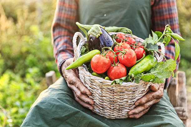 istock Mature man sitting and holding basket with raw vegetables 619960778