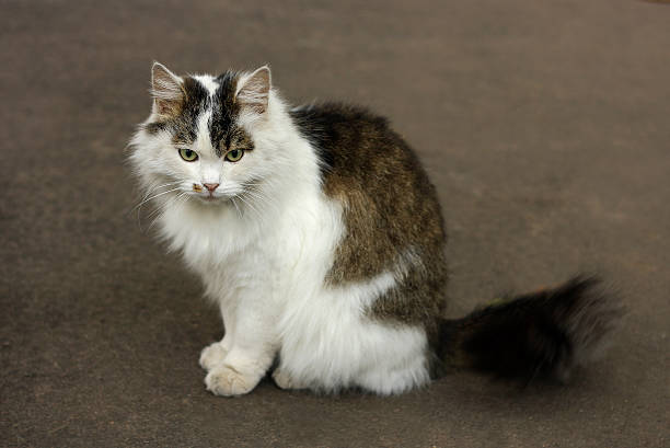 istock Fluffy big cat on the road. 619960826