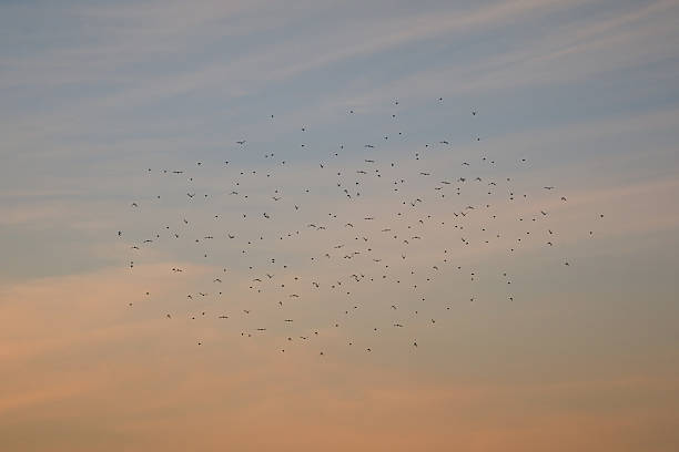 istock beautiful sunset sky and migratory birds 619961194
