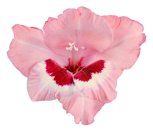 brote de gladiolo rojo oscuro rosa y blanco - gladiolus single flower isolated white fotografías e imágenes de stock