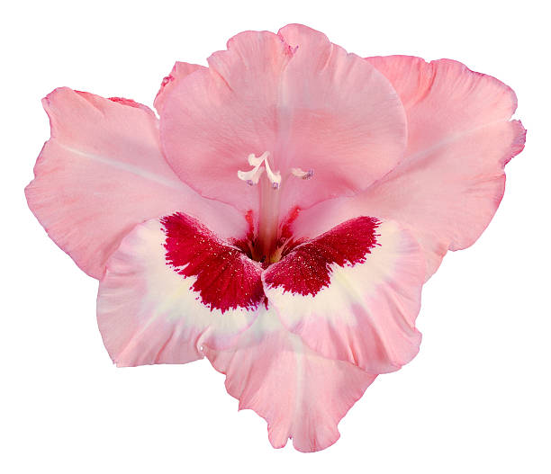 bocciolo di gladiolo rosa scuro e bianco - gladiolus single flower stem isolated foto e immagini stock