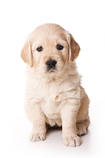 Puppy golden retriever dog (isolated on white) stock photo