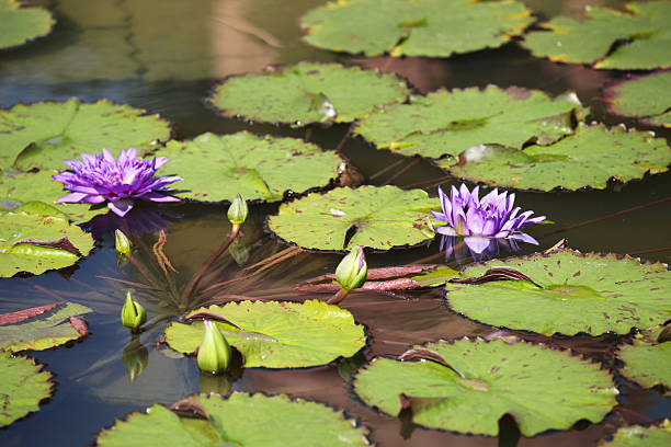 istock Multicolored flowers lilies grow in the water 619961612