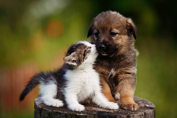 屋外草の上にかわいい子犬と子猫。 - dog kiss ストックフォトと画像