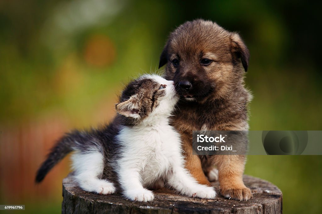 cachorrinho bonito e gatinho na grama ao ar livre; - Foto de stock de Filhote de cachorro royalty-free