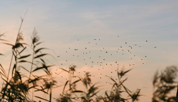 istock beautiful sunset sky and migratory birds 619961842
