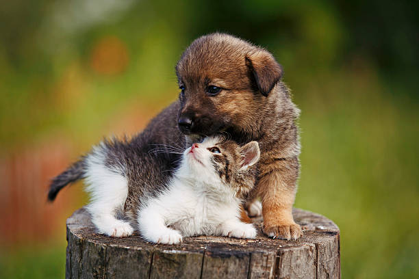 istock cute puppy and kitten on the grass outdoor; 619961900