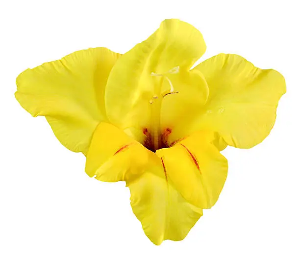 single flower Bud of gladiolus in bright yellow colors, isolated on white background