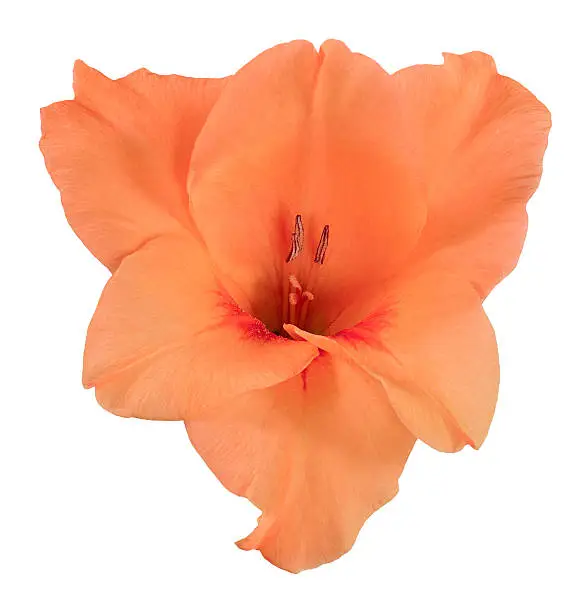 the flower Bud of gladiolus orange and peach color, isolated on white background